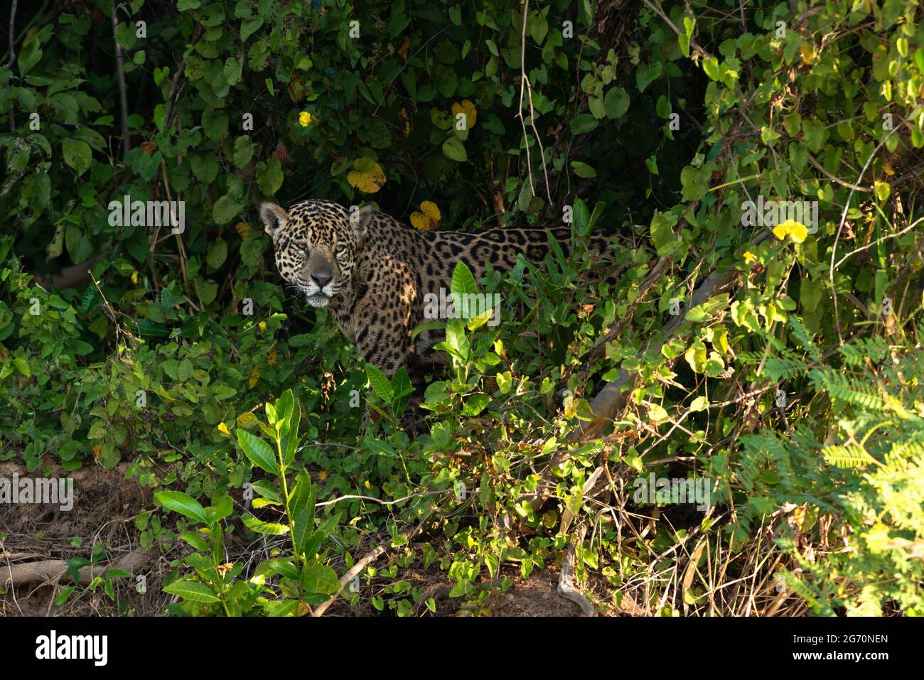 Jaguar (Panthera onca) von Nord Pantanal, Brasilien Stockfoto