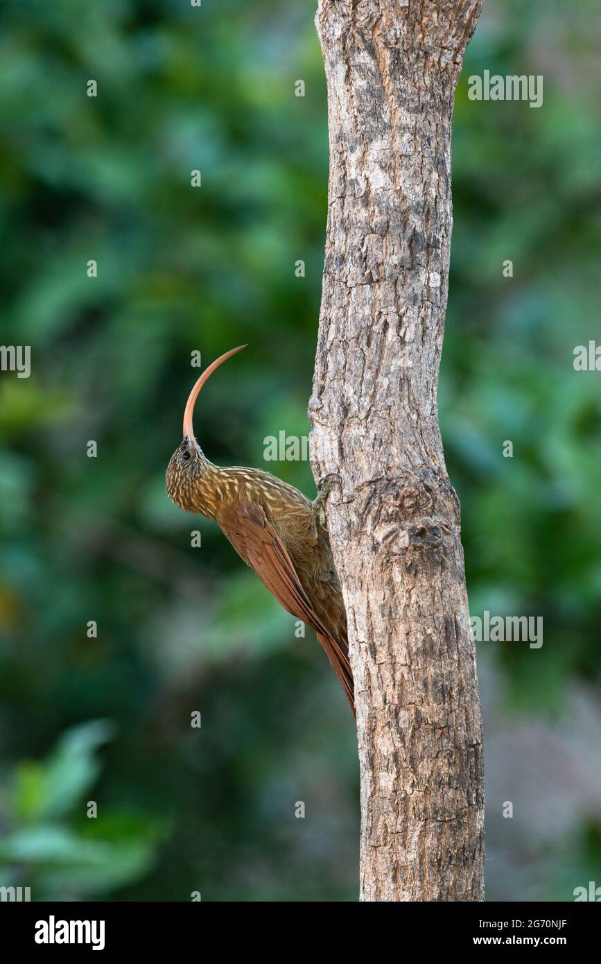 Ein Rotschnabel-Scythebill (Campylorhamphus trochilirostris) aus North Pantanal, Brasilien Stockfoto