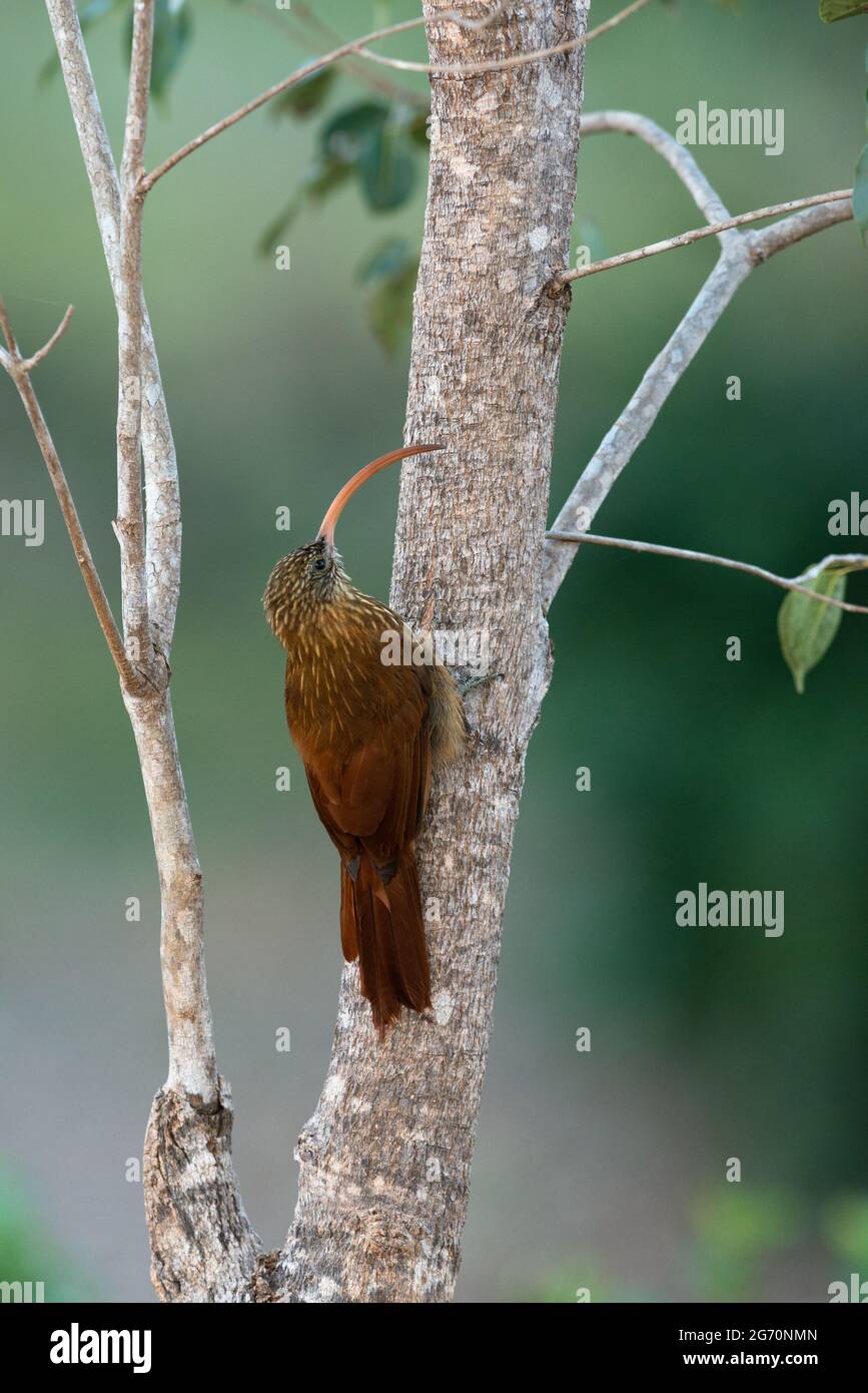 Ein Rotschnabel-Scythebill (Campylorhamphus trochilirostris) aus North Pantanal, Brasilien Stockfoto