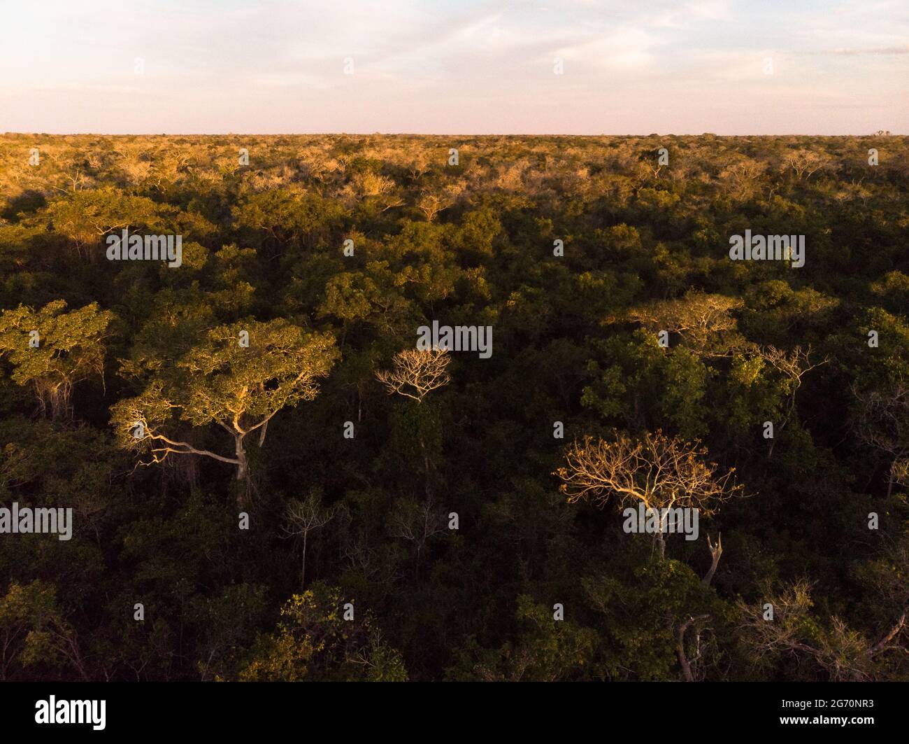 Ein halbLaubwald aus dem Norden Pantanal, Brasilien, während der Trockenzeit Stockfoto