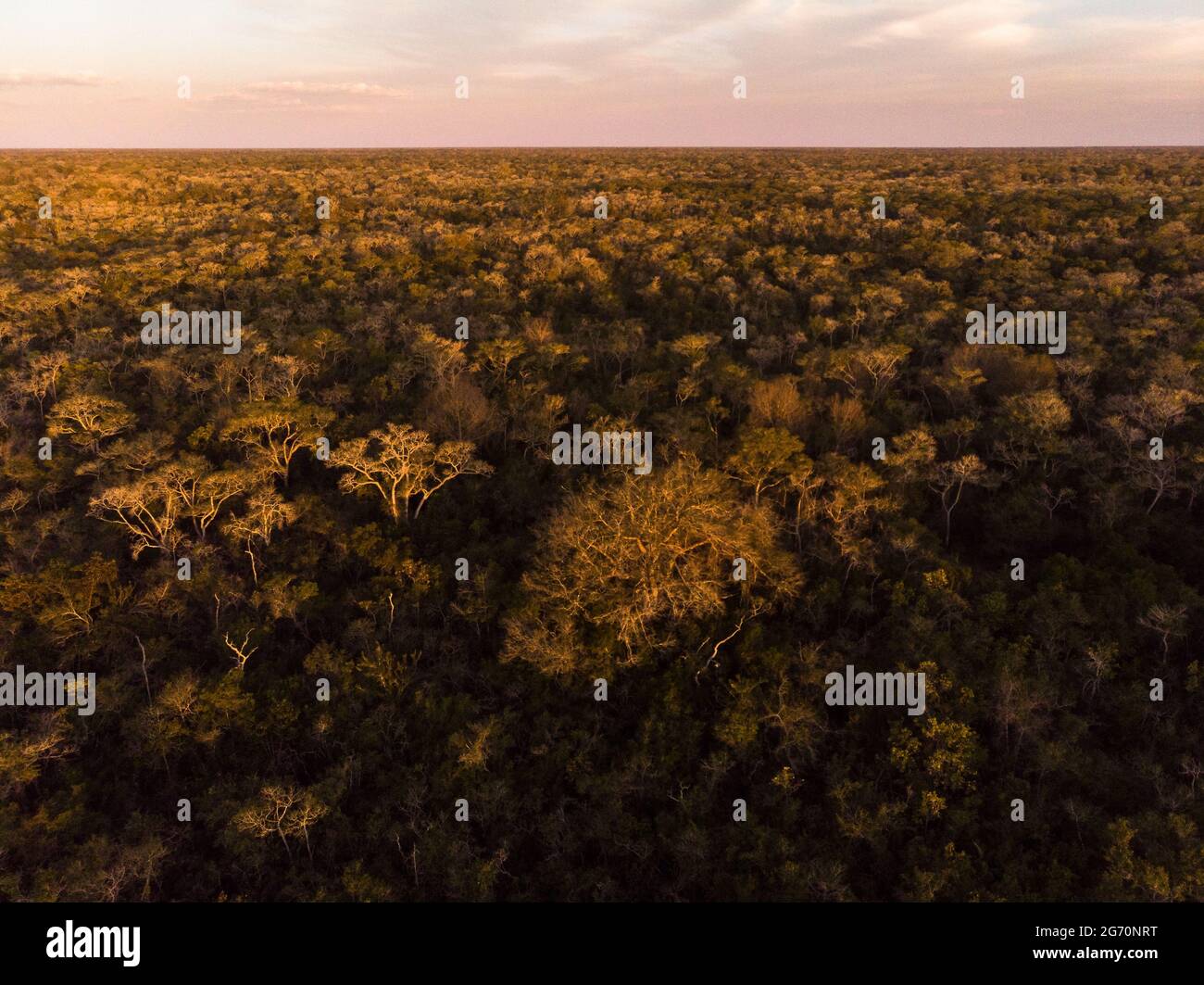 Ein halbLaubwald aus dem Norden Pantanal, Brasilien, während der Trockenzeit Stockfoto