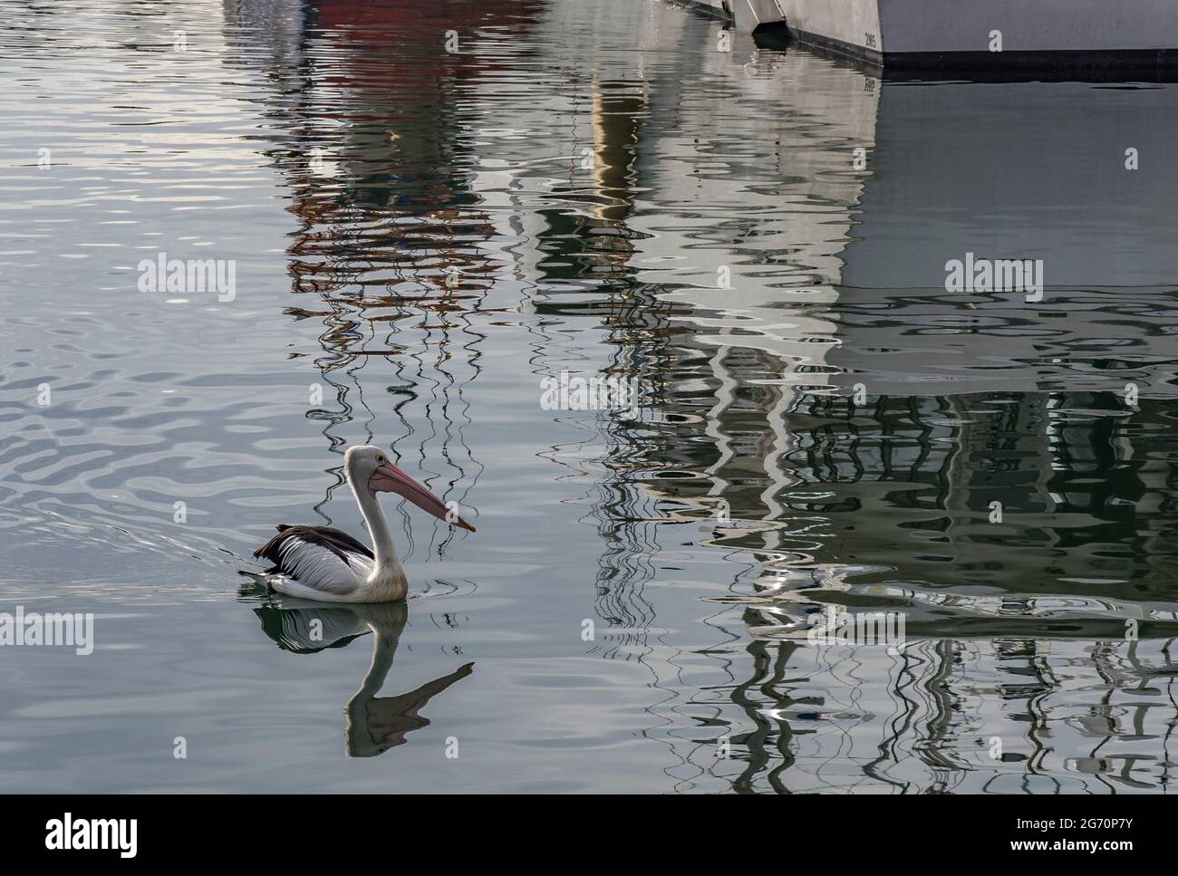Pelican, Pelecanus auffallillatus, im Hafen von Bermagui, NSW, Australien Stockfoto