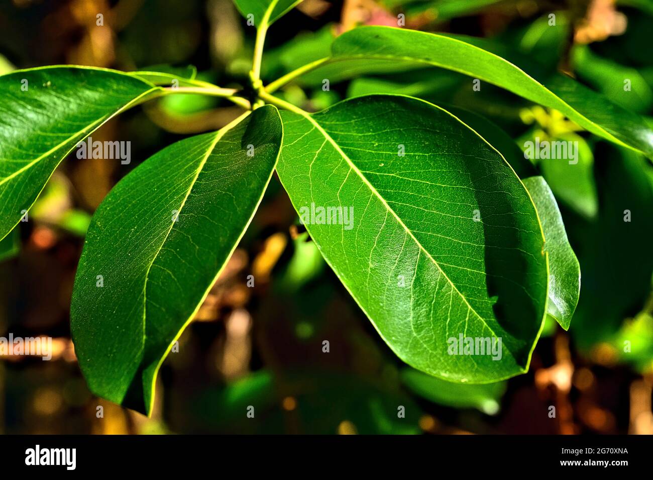 Eine Nahaufnahme von großen grünen Blättern auf einem Pacific Madrone, Arbutus Baum (Arbutus menzeisii) ist der einzige einheimische Laub immergrünen Baum in Kanada, Stockfoto