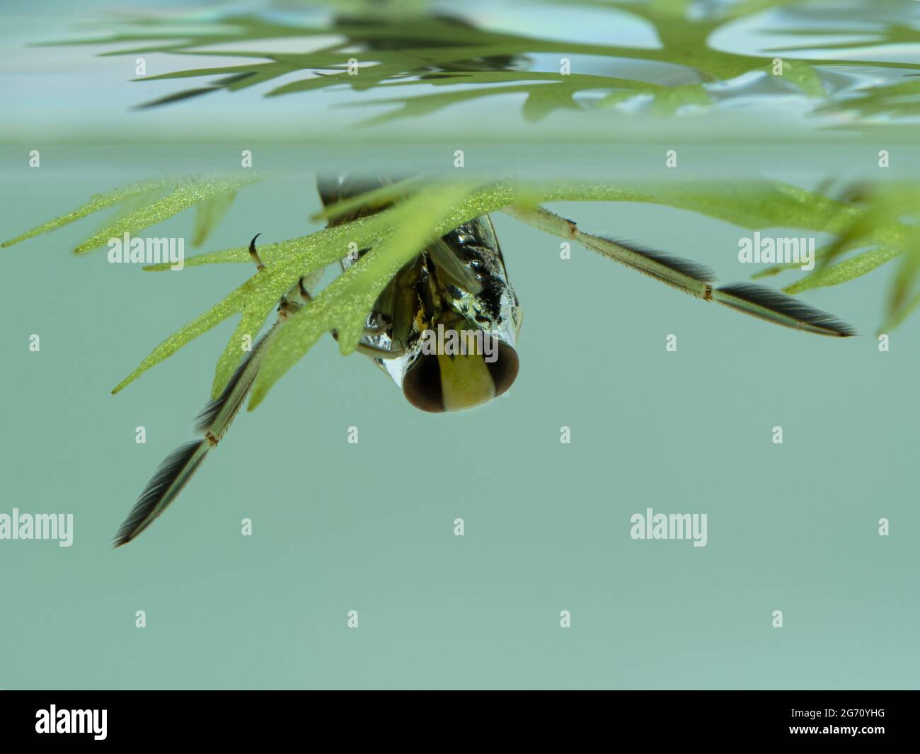 Nahaufnahme eines geflügelten Rückenschwimmers (Notonecta undulata), der kopfüber unter der Wasseroberfläche ruht und sich an einer Wasserpflanze anklammert Stockfoto