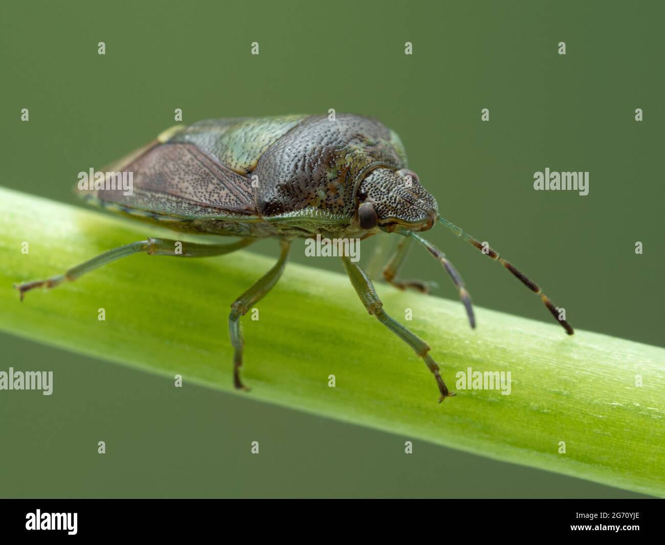 Nahaufnahme eines grünen burgunderroten Stinkwanzes (Banasa dimidiata), der auf einem Pflanzenstamm läuft Stockfoto