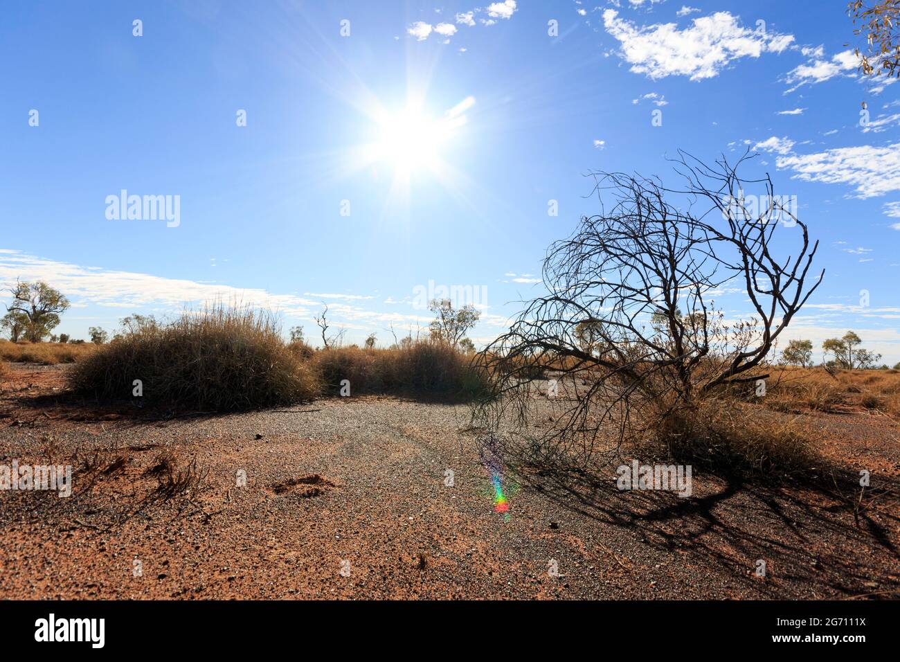 Aride Wüstenumgebung und Spinifex im Lark Quarry in der Nähe von Opalton, Queensland, Australien Stockfoto