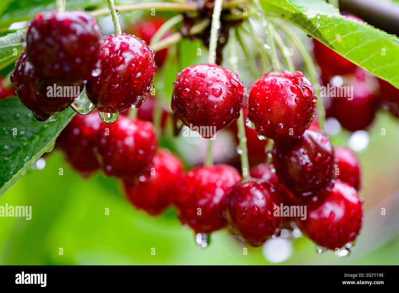Witzenhausen, Deutschland. Juli 2021. Kirschen, die im Regen auf einer Plantage an einem
