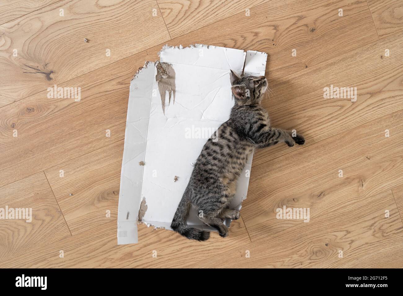 Grau gestromte Kätzchen legen sich in zerrissenen Pappkartons auf den Boden. Lustige Katze spielen zu Hause. Entspannt in einer Kiste auf dem Boden schlafen. Blick von oben, Holzfußboden Stockfoto