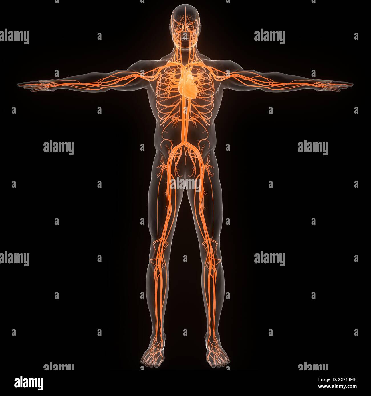 Den menschlichen Kreislauf Herz Anatomie Stockfoto