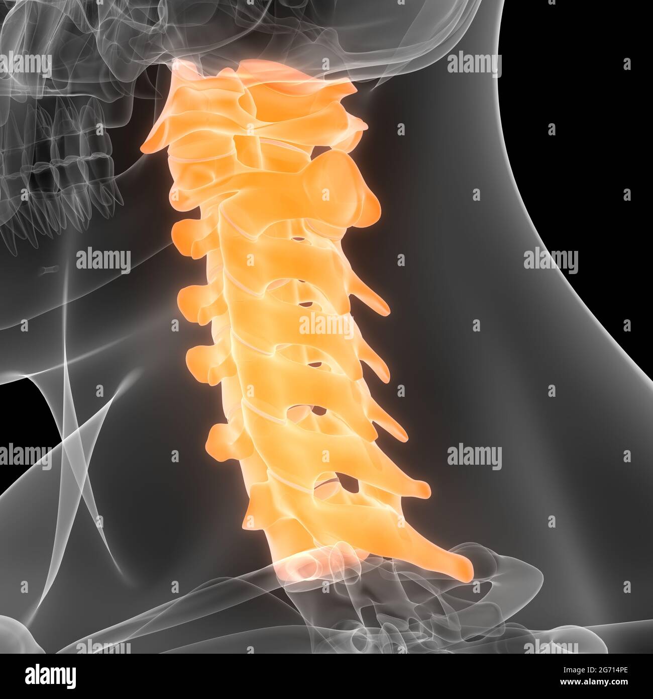 Rückenmark Wirbelsäule Halswirbel der Anatomie des menschlichen Skelettsystems Stockfoto