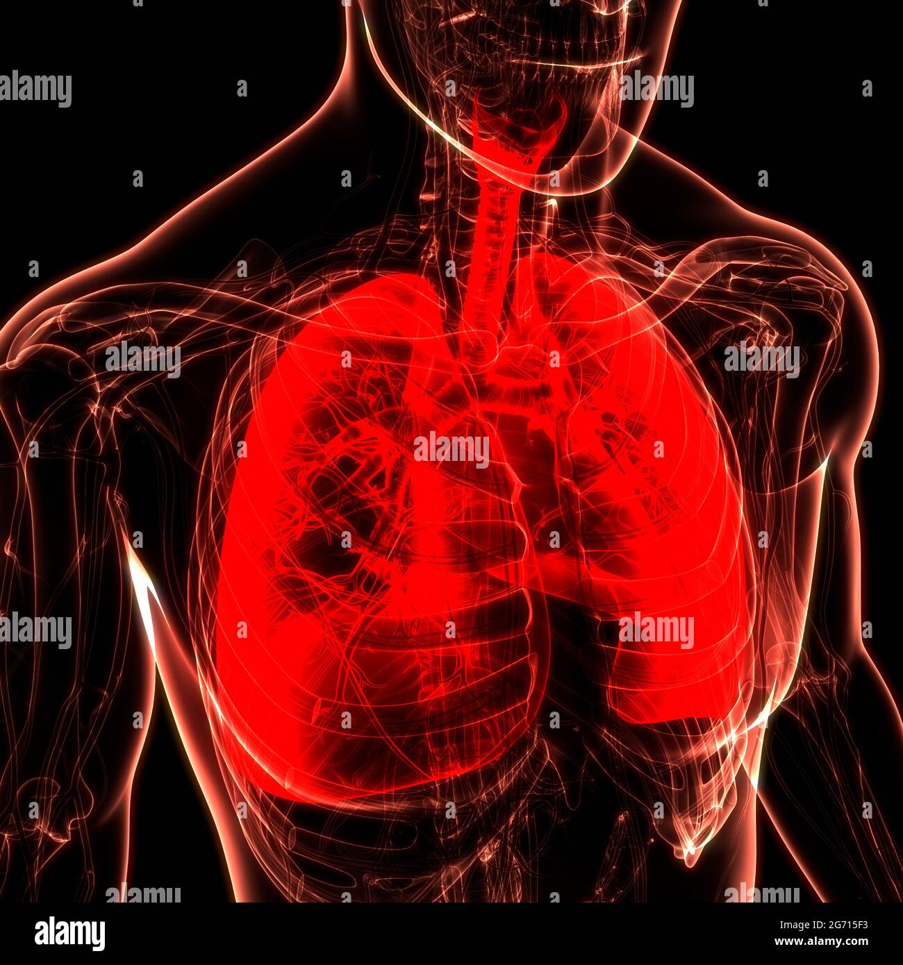 Menschliche Atmungssystem Lungen Anatomie Stockfoto