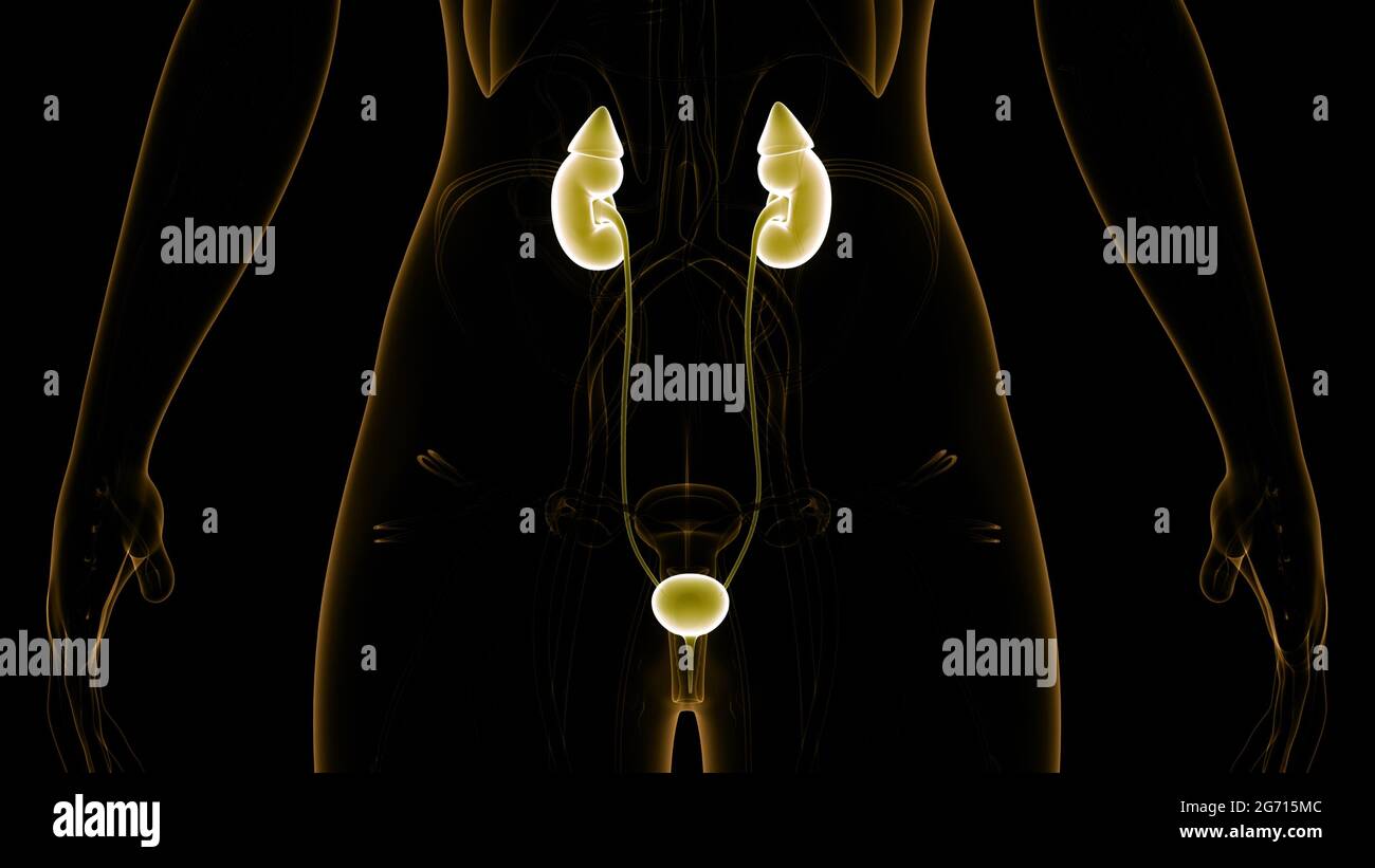 3B Scientific Poster Anatomico: Il Sistema Urinario - Anatomia E Fisiologia, Formato 50x67 Cm, Carta Fotografica Di Alta Qualità
