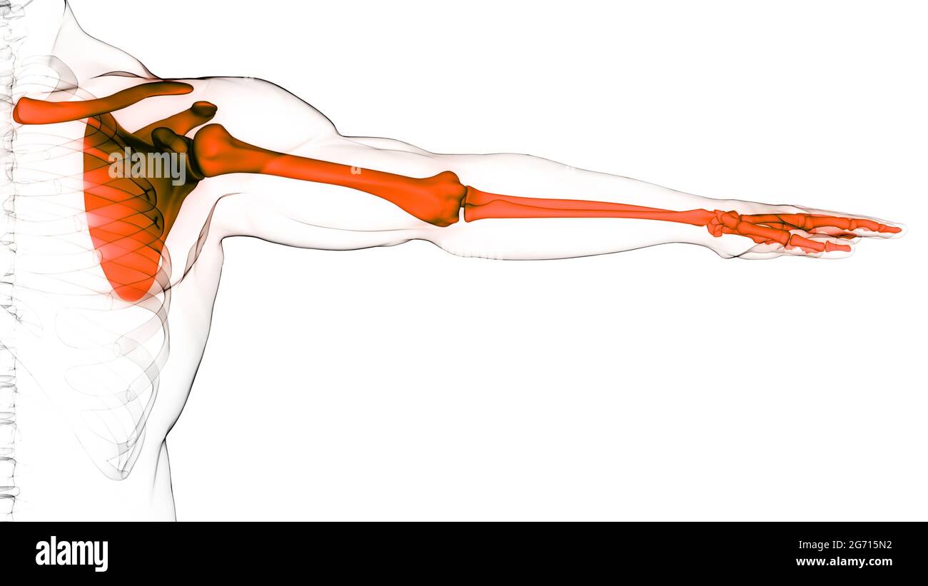 Menschliche SkeletonSystem Obere Gliedmaßen Knochengelenke Anatomie