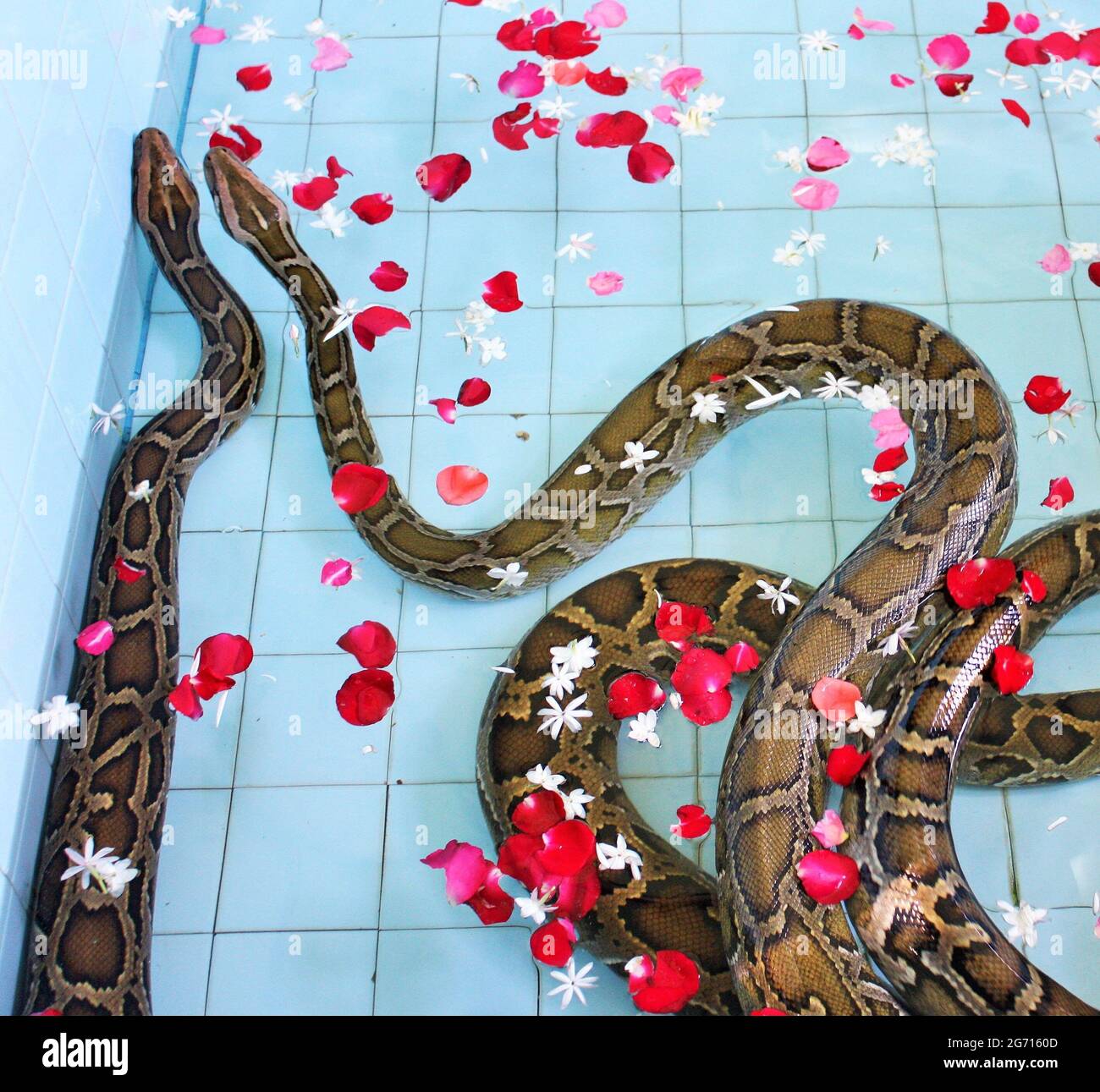 Zwei große birmanische Pythons, die in einem kleinen Pool mit Blütenblättern an der Schlangenpagode (Hmwe Paya) in Paleik, Mandalay, Myanmar, baden und gewaschen werden Stockfoto