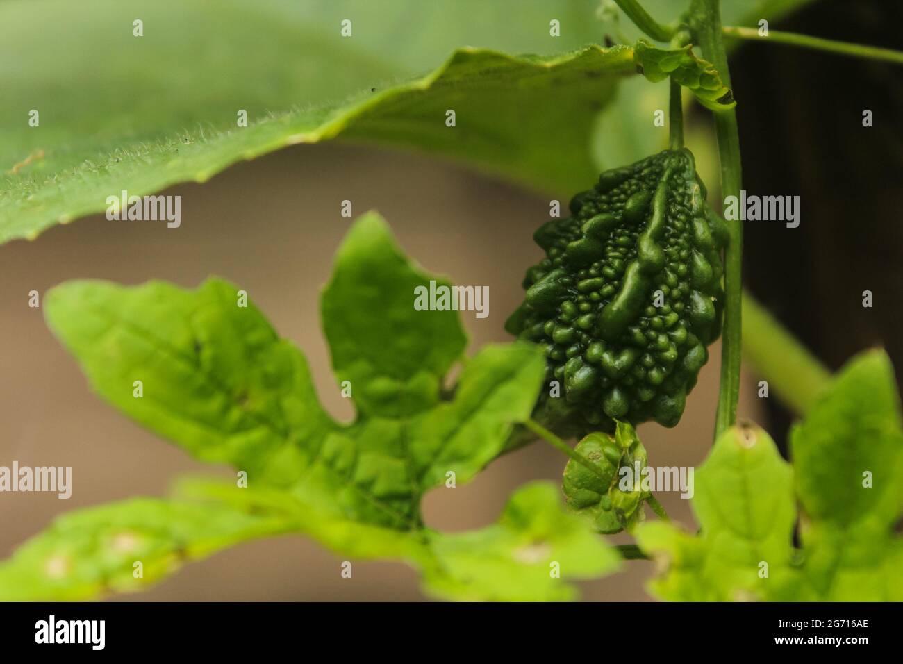 Bittermelonengemüse auf Baumzweig, Bittermelonenanbau, neues Bittermelonengemüse Stockbild Stockfoto