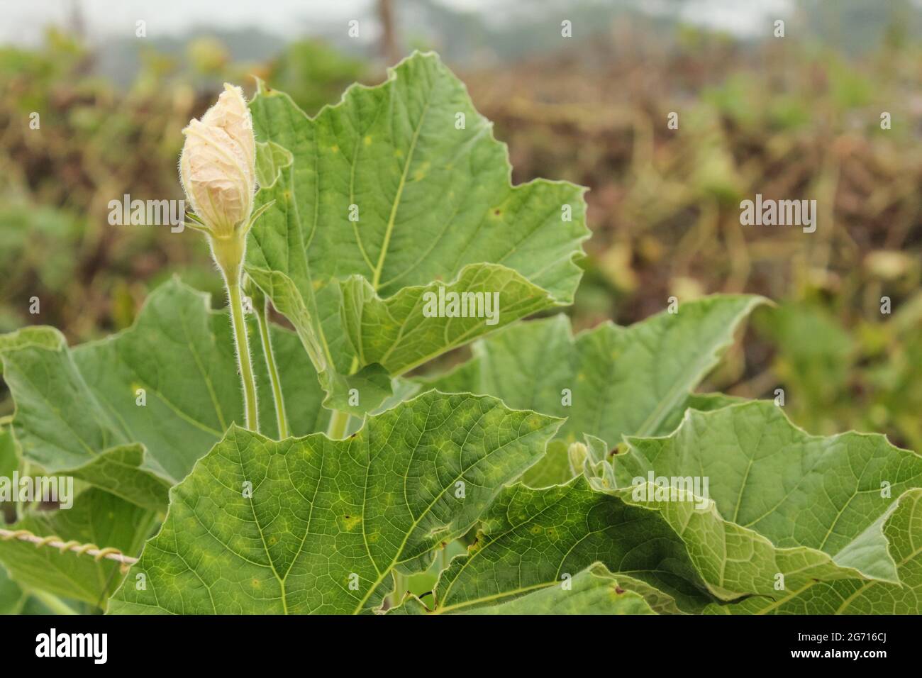 Flasche Kürbis Blume, neue Flasche Kürbis petel Stock Bild Stockfoto