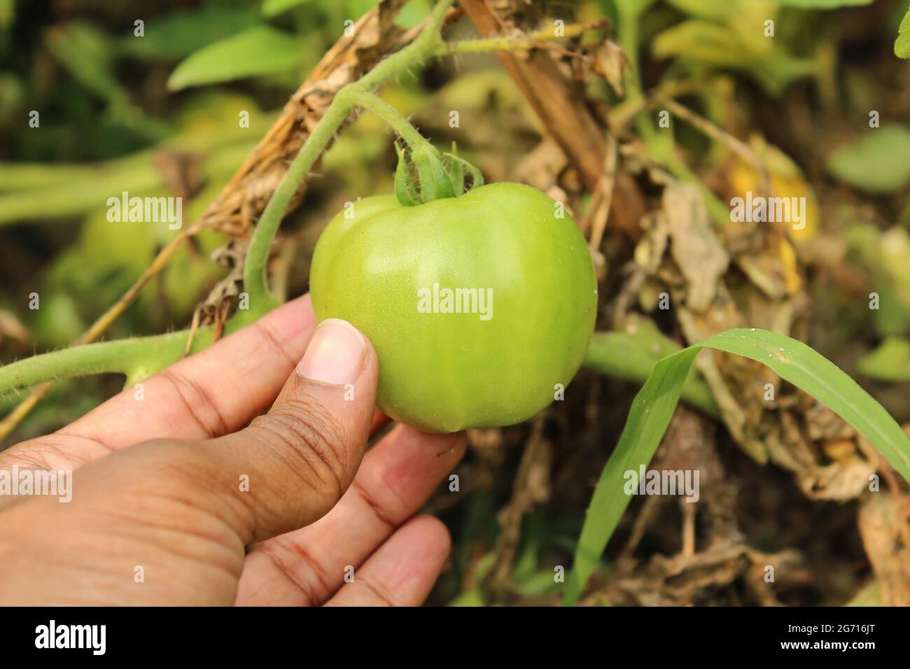 Eine Hand berühren und Kontrolle von Tomaten in der Landwirtschaft Feld, Stockfoto