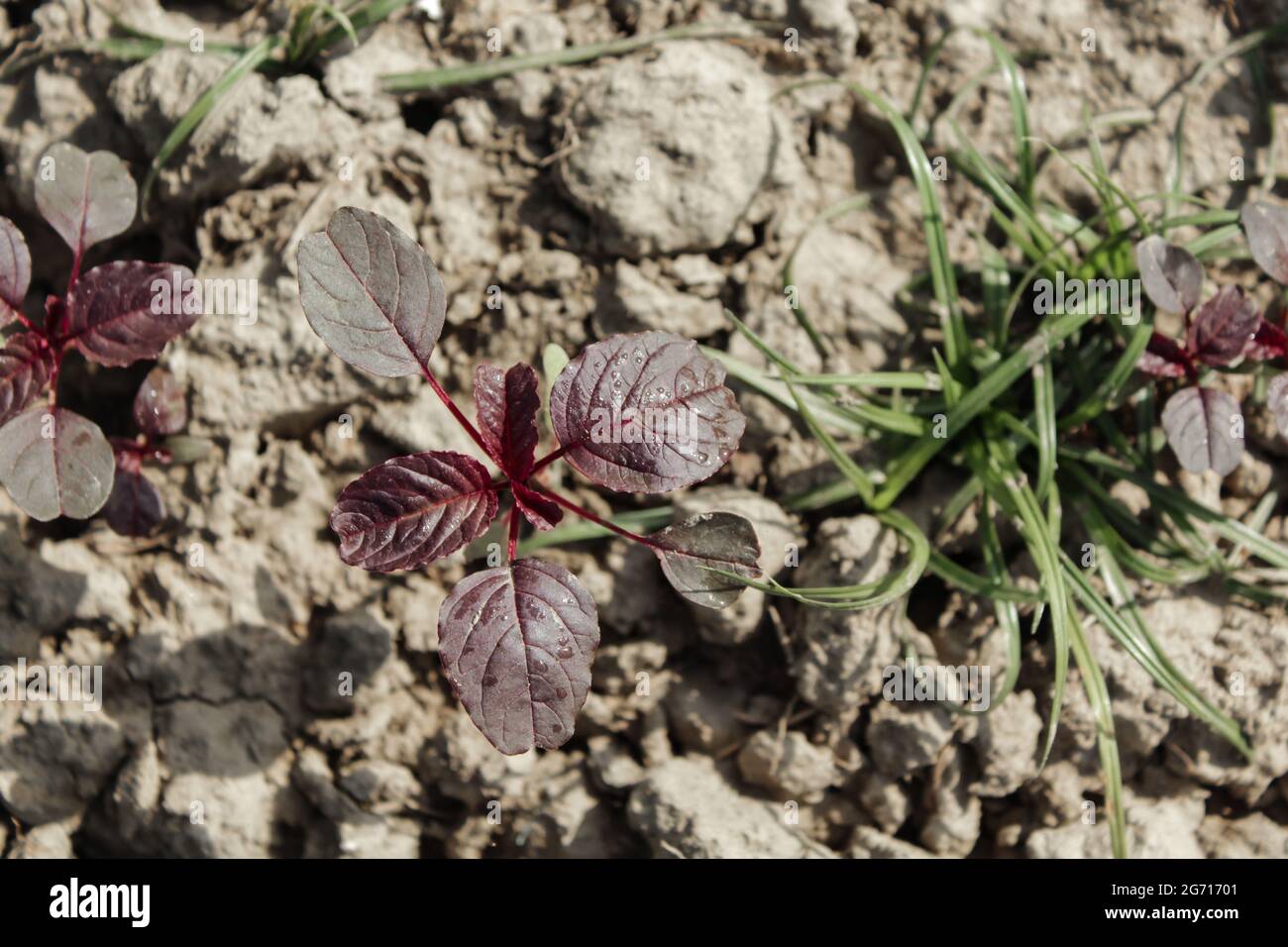 Amaranthus gangeticus Pflanze in der Landwirtschaft Feld, Ernte Stockfoto