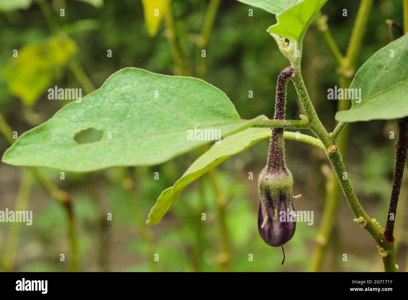 Auberginen-Gemüse auf der Pflanze, brinjales Stockbild Stockfoto
