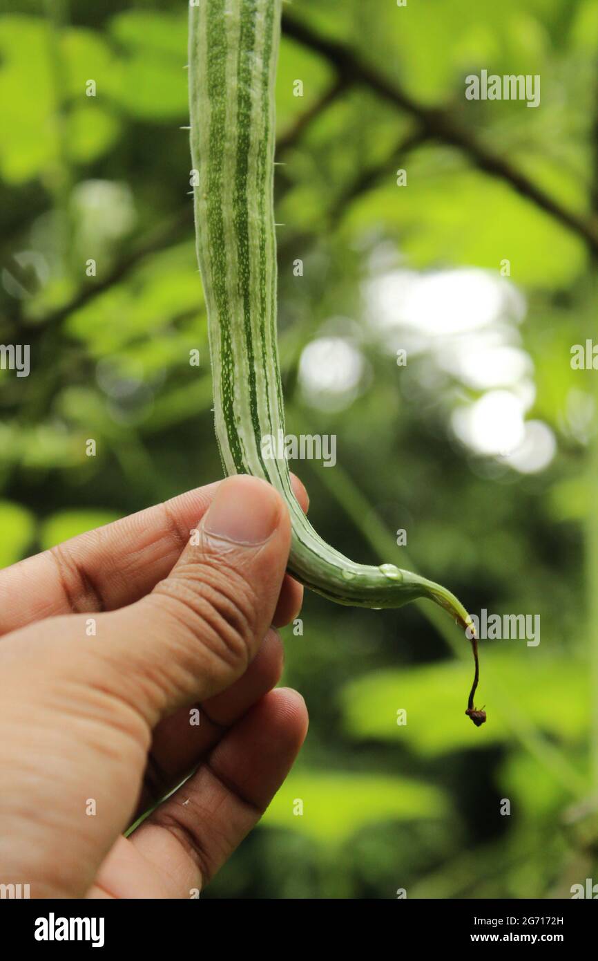 Eine Hand berührt eine frische Schlange Kürbis auf Pflanze im Garten, Landwirtschaft Konzept Stockfoto