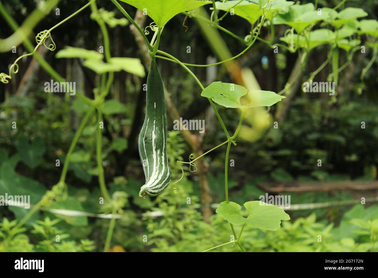 Schlangenkürbis auf Pflanze, Trichosanthes cucumerina ist eine tropische oder subtropische Rebe. Stockfoto