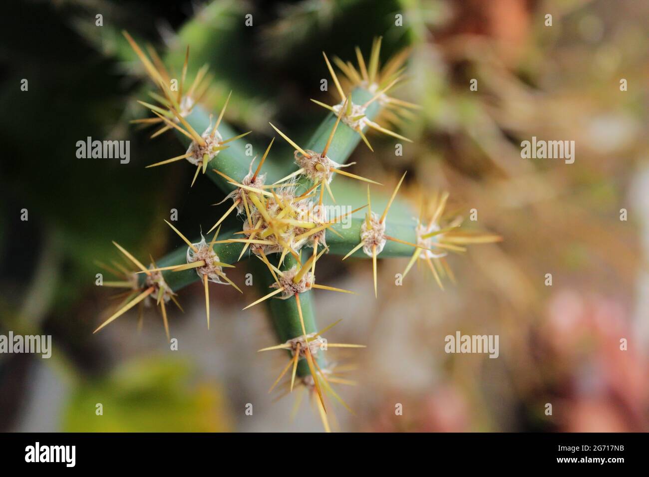 Draufsicht auf Kaktuspflanze, Kaktus im Garten Stockfoto