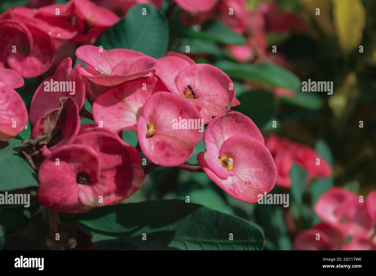 Die Blume der euporbischen Blüten, Nahaufnahme Stockfoto