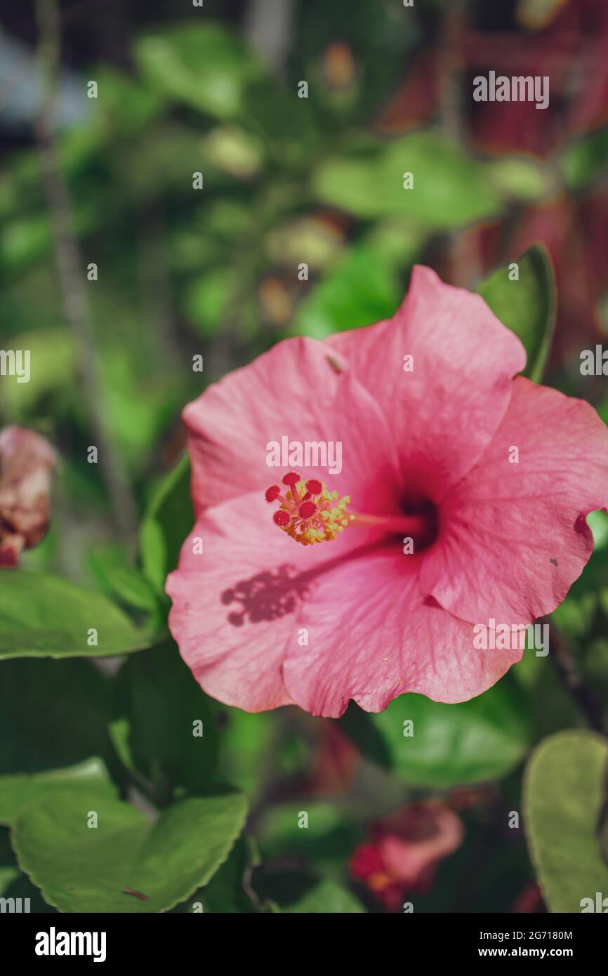 Dunkelschwarze Pflanzenblume oder Hibiskus rosa Stockfoto