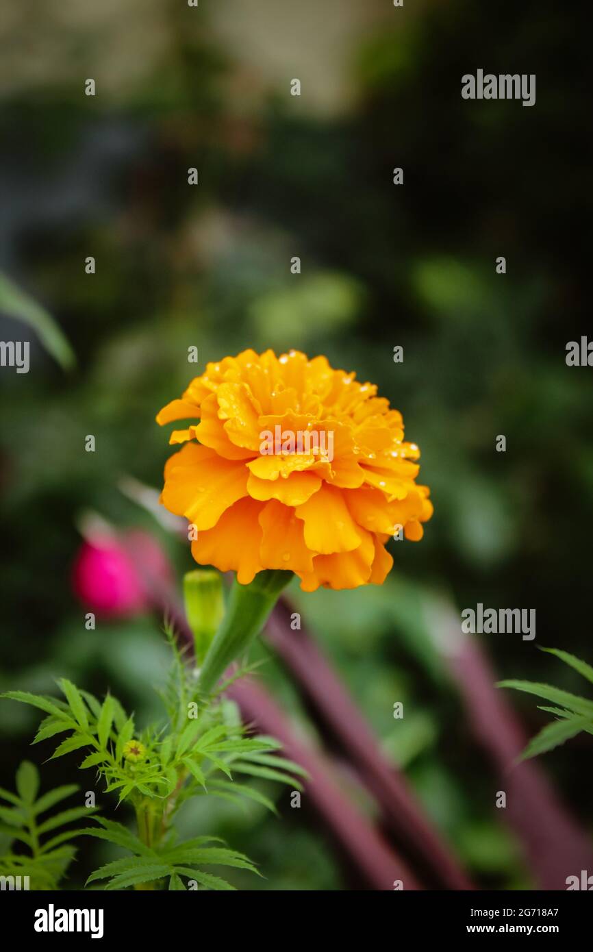 Wunderschöne mexikanische Ringelblume Stockfoto