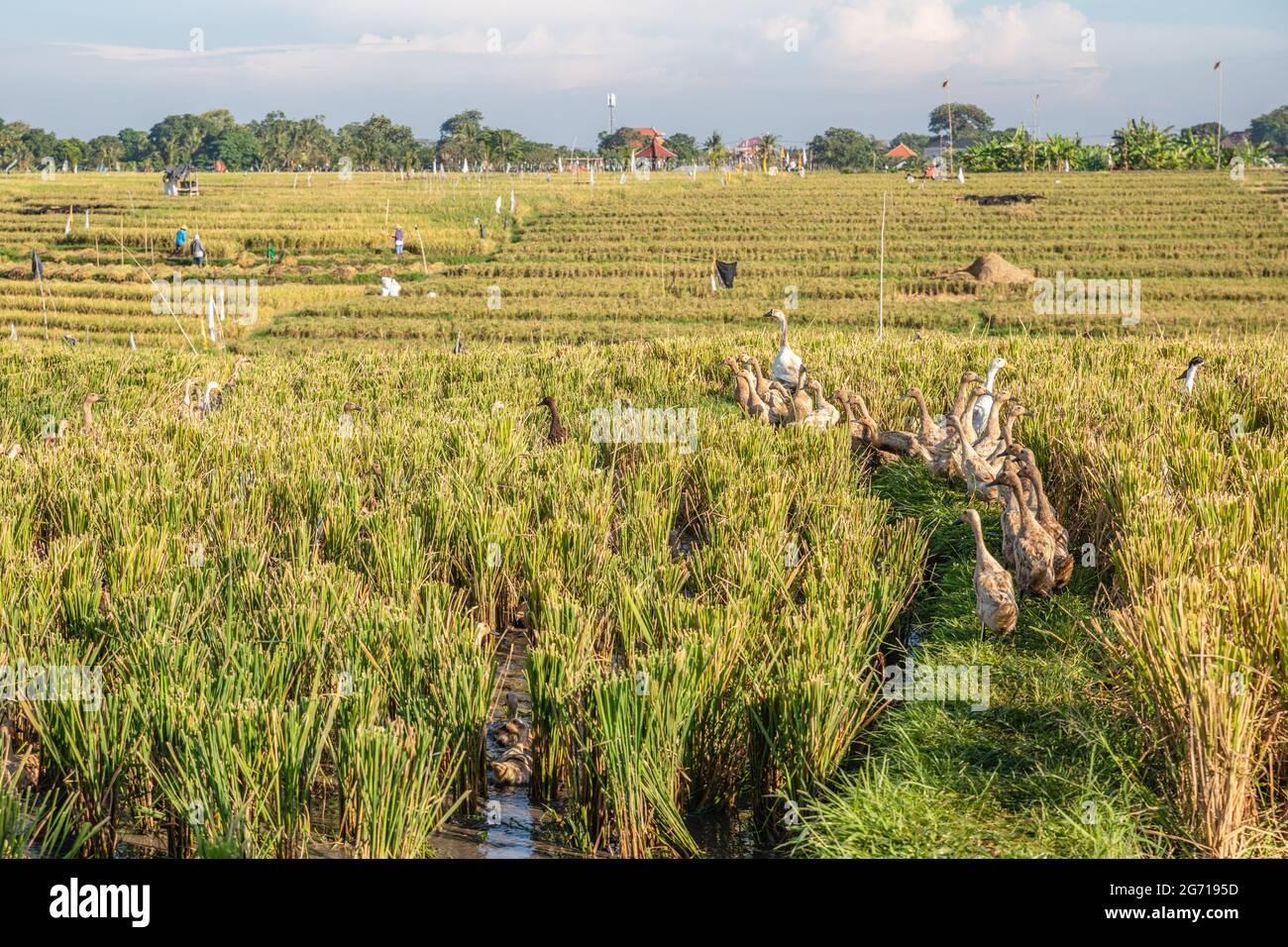 Enten in einem Reisfeld in Badung, Bali, Indonesien. Ländliche Landschaft. Stockfoto