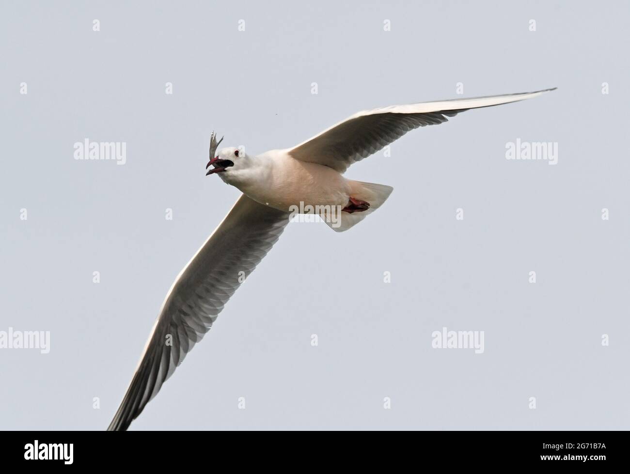 Möwe fliegt mit Fischen Stockfoto