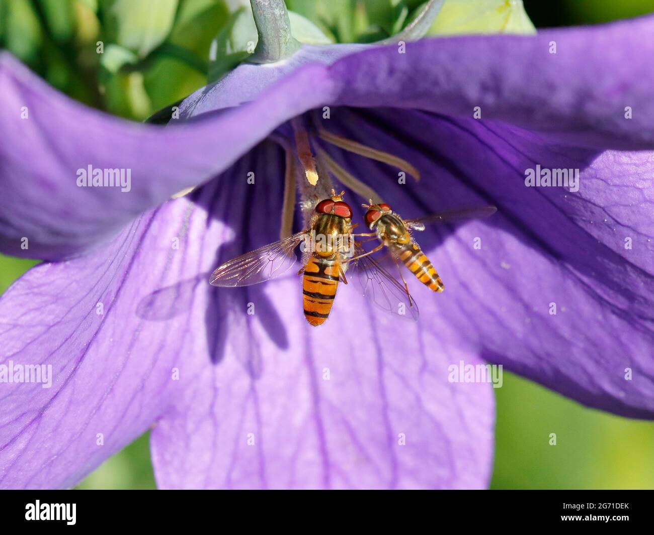 Zwei Schwebfliegen in einer blauen Glockenblüte Stockfoto