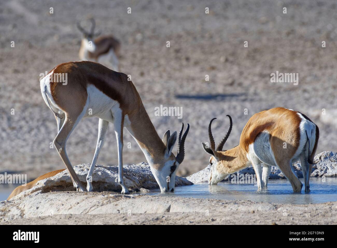 Springboks (Antidorcas marsupialis), zwei Erwachsene Männchen, eines davon im Wasser, trinken am Wasserloch, Etosha National Park, Namibia, Afrika Stockfoto