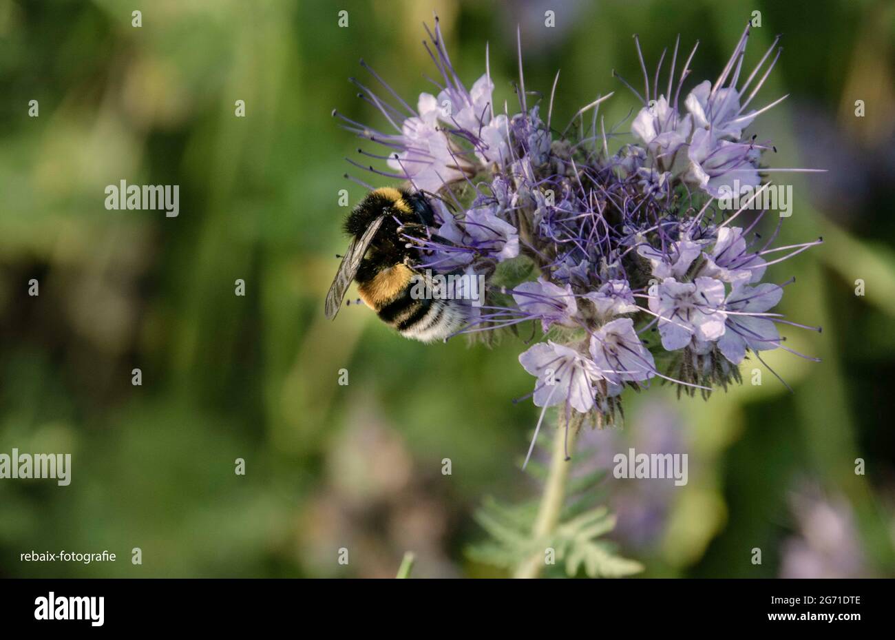 Insect on an Blüte Stockfoto