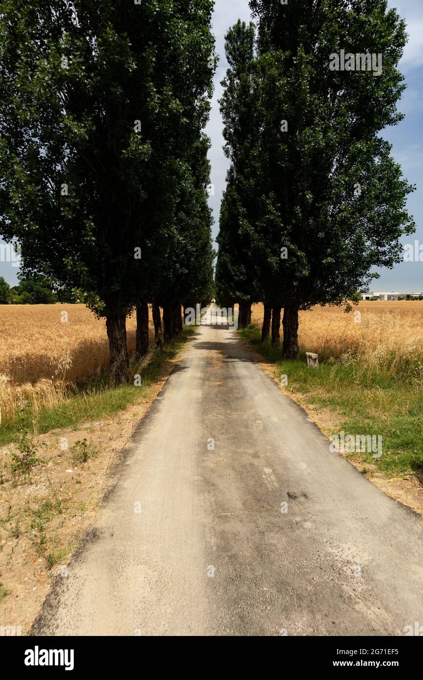 Landstraße mit Bäumen umgeben von Gerstenanbau, Parma, Italien Stockfoto