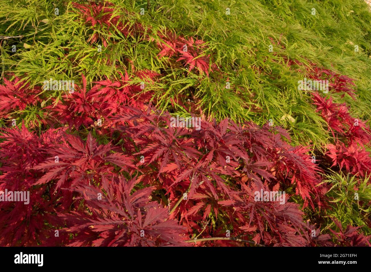 Roter und grüner Tamukeyama japanischer Ahorn, Acer palmatum var. dissectum, Parma, Italien Stockfoto