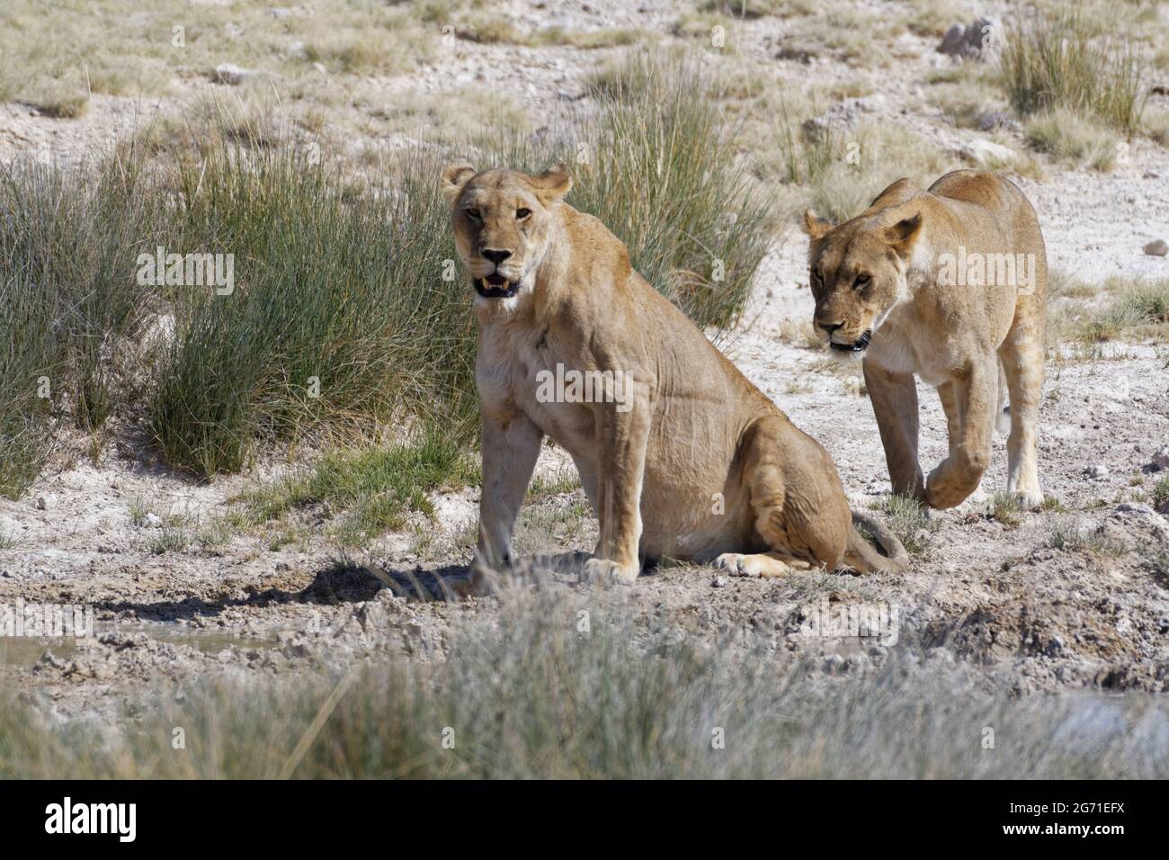 Löwinnen (Panthera leo), zwei Erwachsene Weibchen am Wasserloch, eines sitzt an einer Pfütze, wachsam, das andere läuft, Etosha National Park, Namibia, Afrika Stockfoto