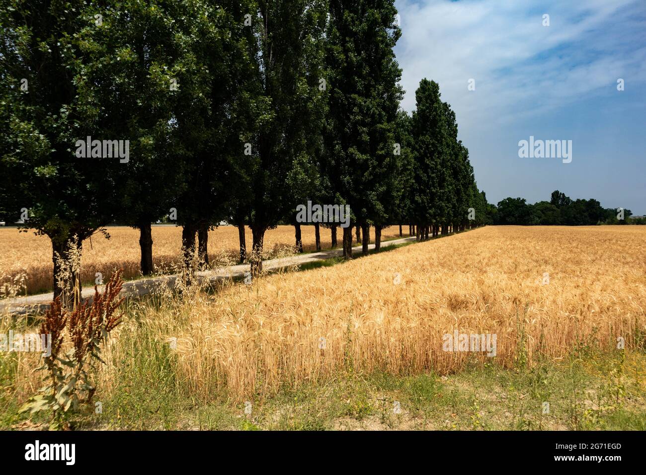 Reifer Gerstenanbau und Landstraße mit Bäumen, Parma, Italien Stockfoto