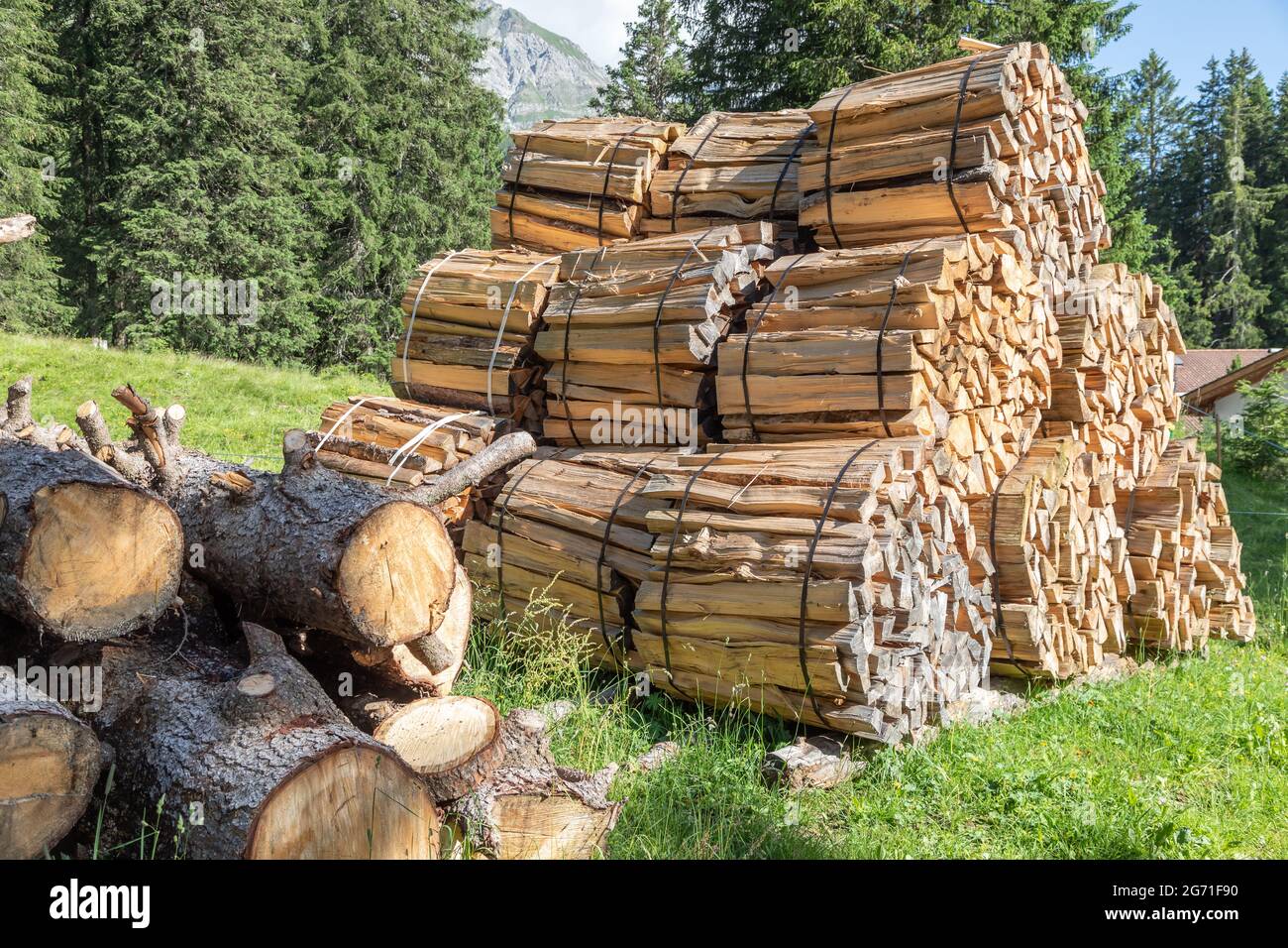 Gestapelte Pakete mit Brennholz im Wald Stockfoto