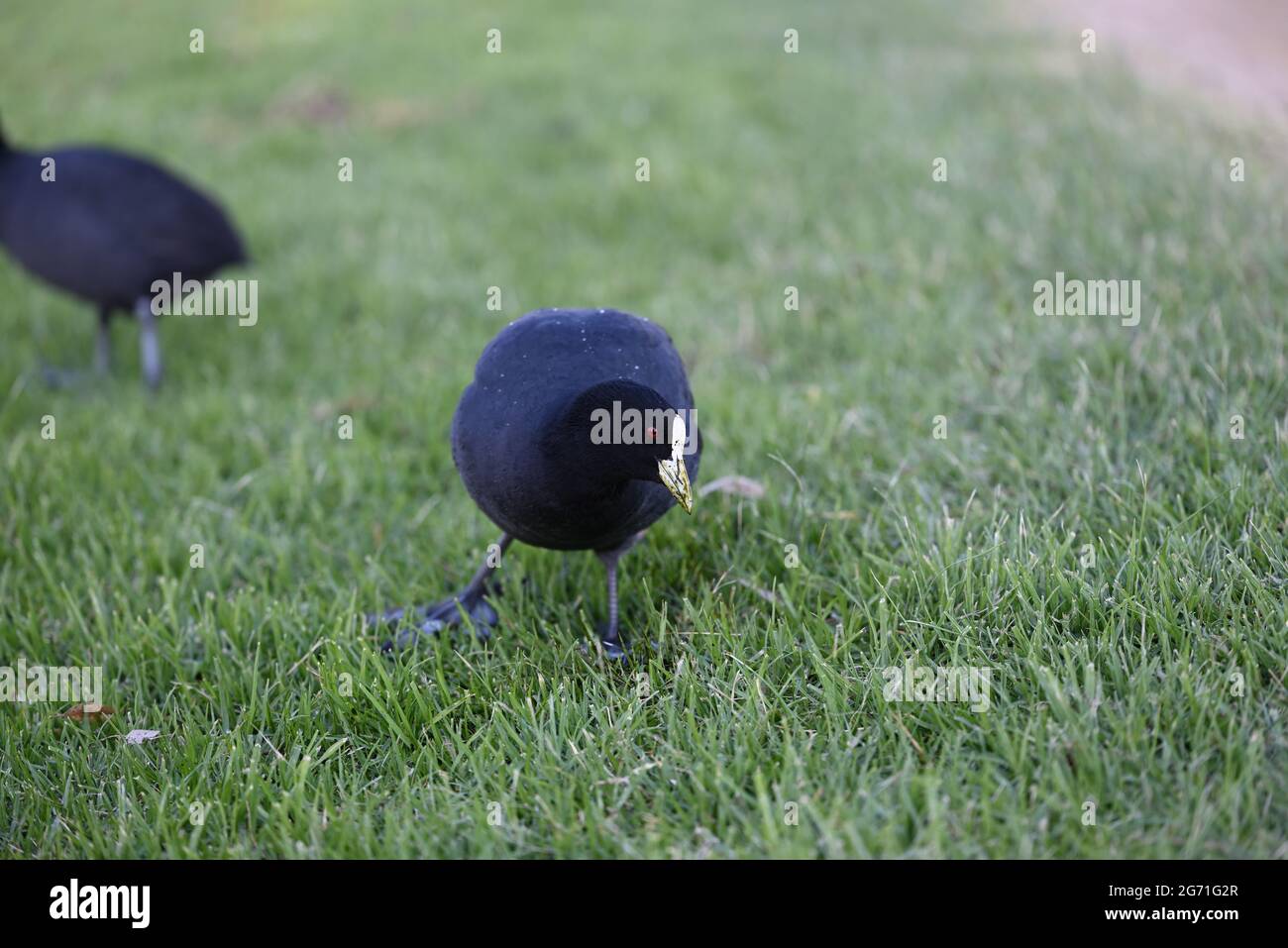 Eurasischer Ruß, auch bekannt als gewöhnlicher Ruß, mit seinem Kopf in einem grasbewachsenen Bereich gedreht. Grashalme sitzen auf dem Schnabel, der mit grüner Flüssigkeit verschmiert ist Stockfoto