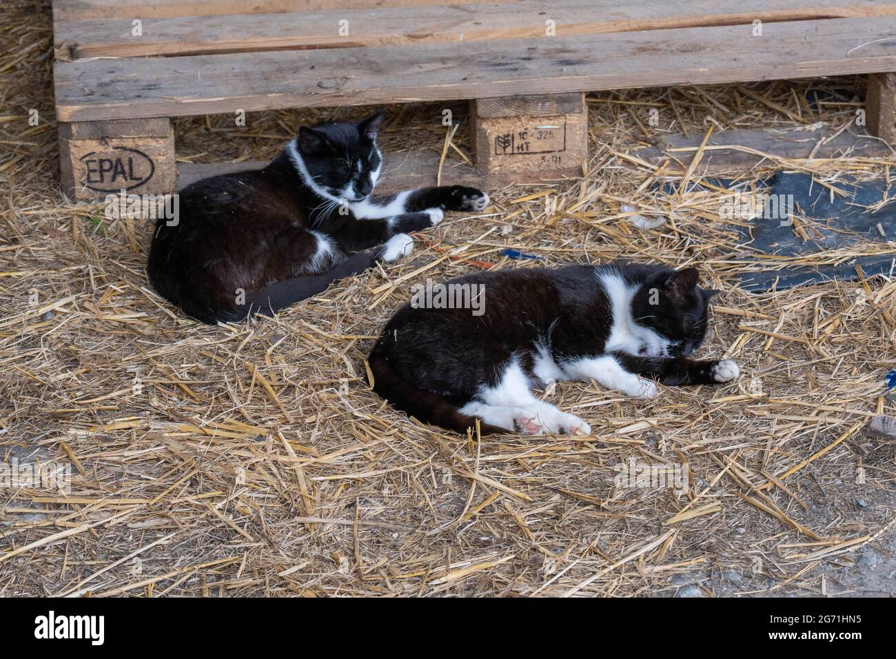 Zwei schwarz-weiße Jungkatzen schlafen auf Stroh in einer Bauernscheune Stockfoto