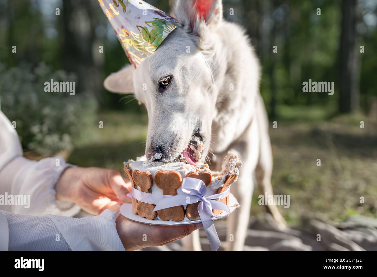 Weißer Mischling Hund essen Geburtstagskuchen in der Natur Stockfoto