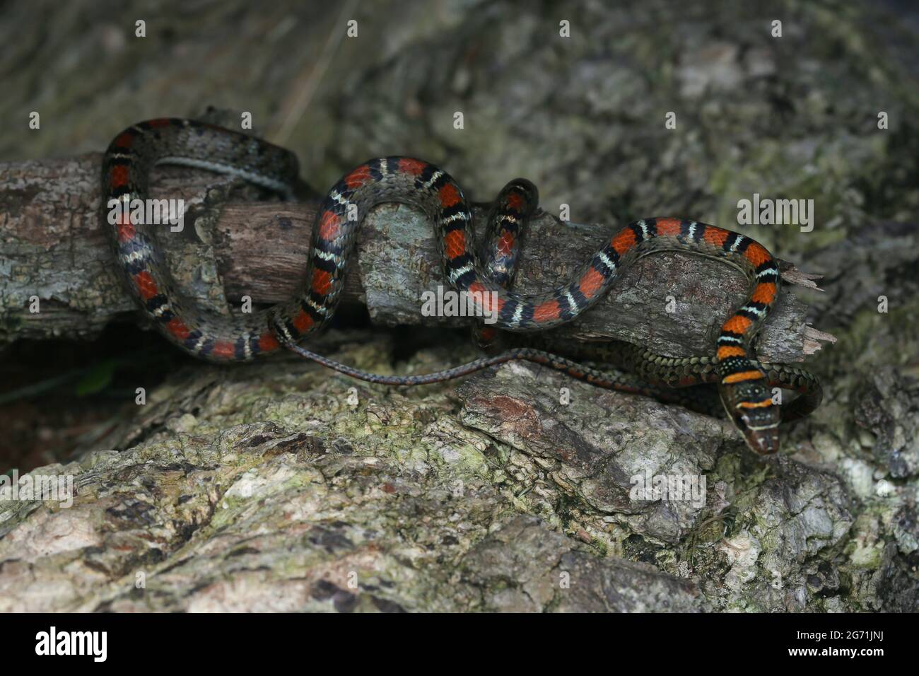 Fliegende Schlange mit zwei Sperrinern Stockfoto