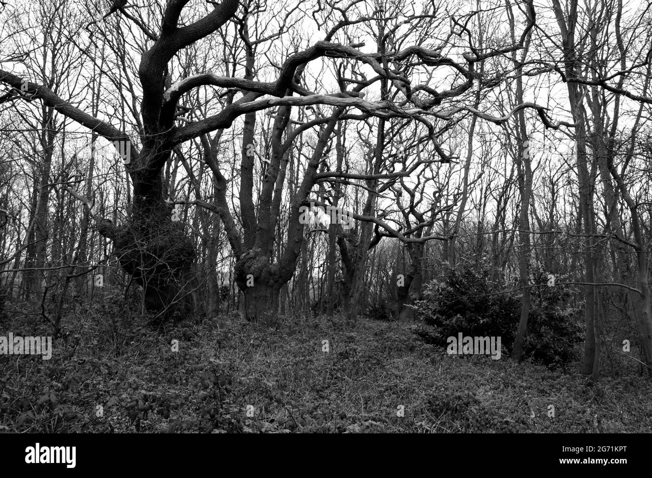 Eichenbäume in Arrandene Open Space im frühen Frühjahr, Mill Hill, London. Stockfoto