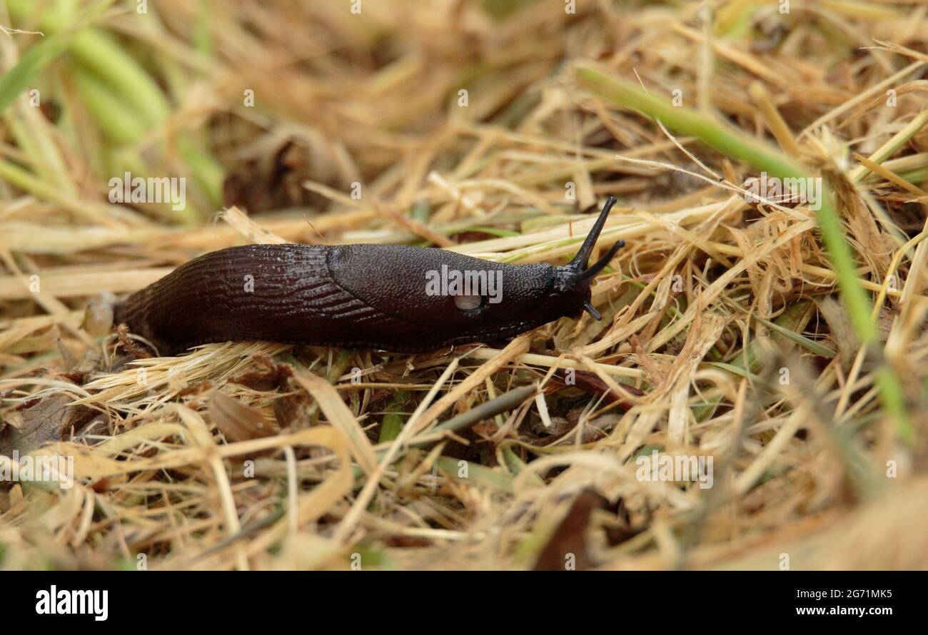 Gewöhnliche Schwarze Schnecke Stockfoto