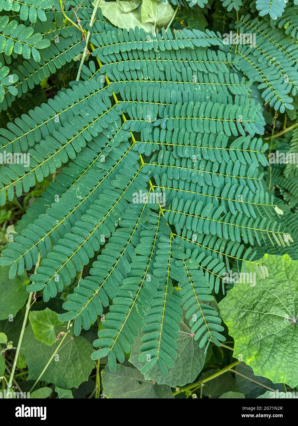 Draufsicht auf die schönen doppelt gefiederten Blätter der Mimose Stockfoto