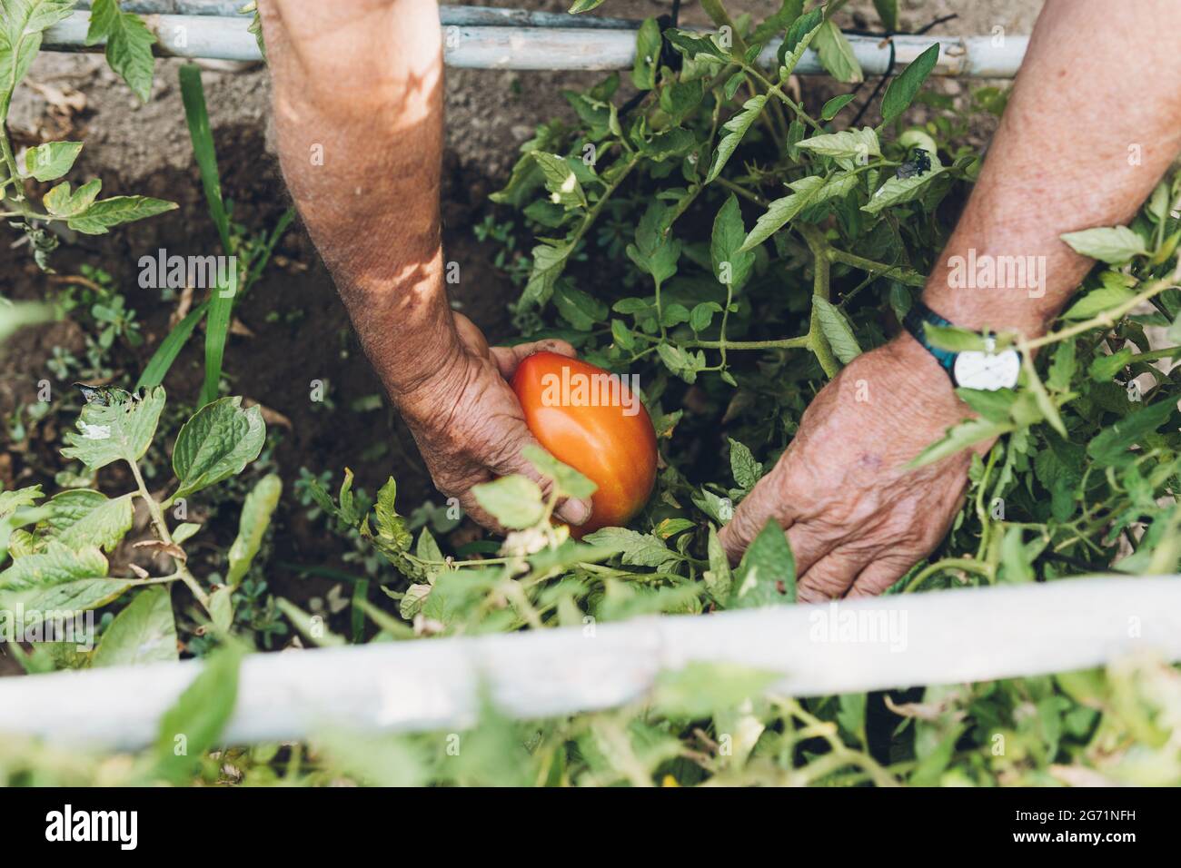 Nahaufnahme einer Tomate in der Pflanze, die von einem älteren Mann gezupft wird Stockfoto