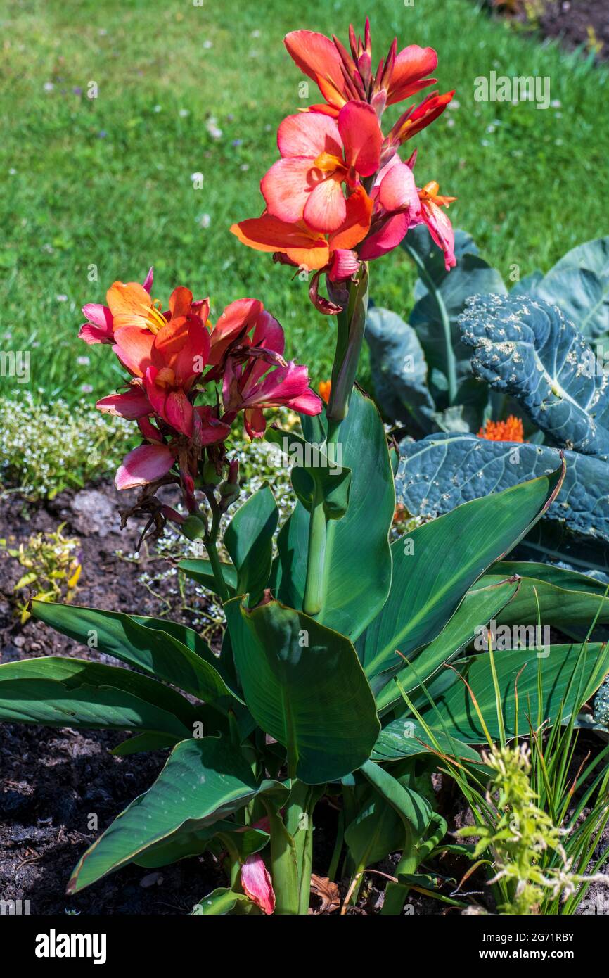Indisches Blumenrohr, Blüten in Orangenfäule, Canna indica Stockfoto