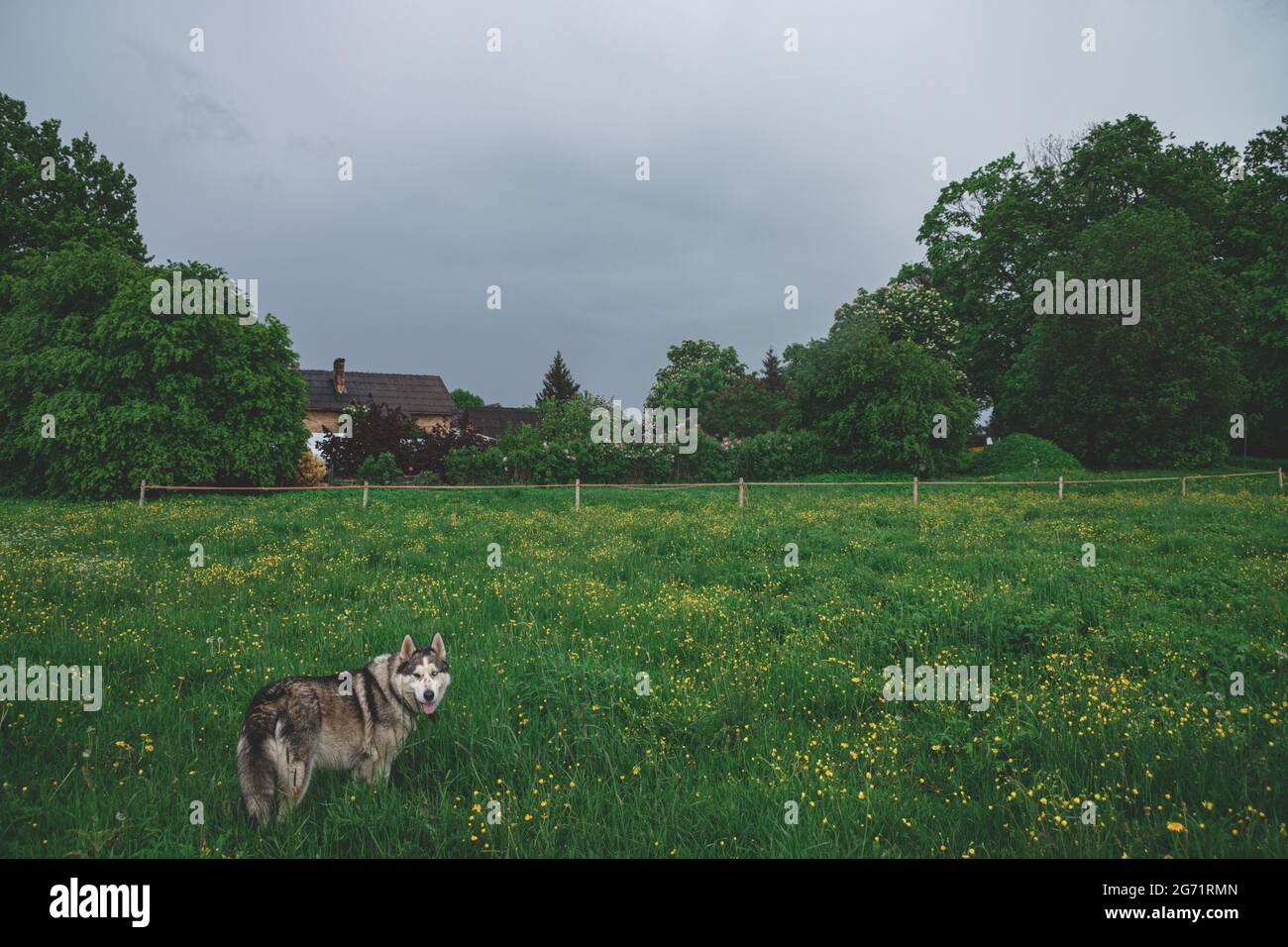 Ein ausgewachsener Husky-Hund geht auf einer Wiese auf dem grünen Gras. Haus im Hintergrund. Elektrischer Geflügelzaun. Frühsommer Stockfoto