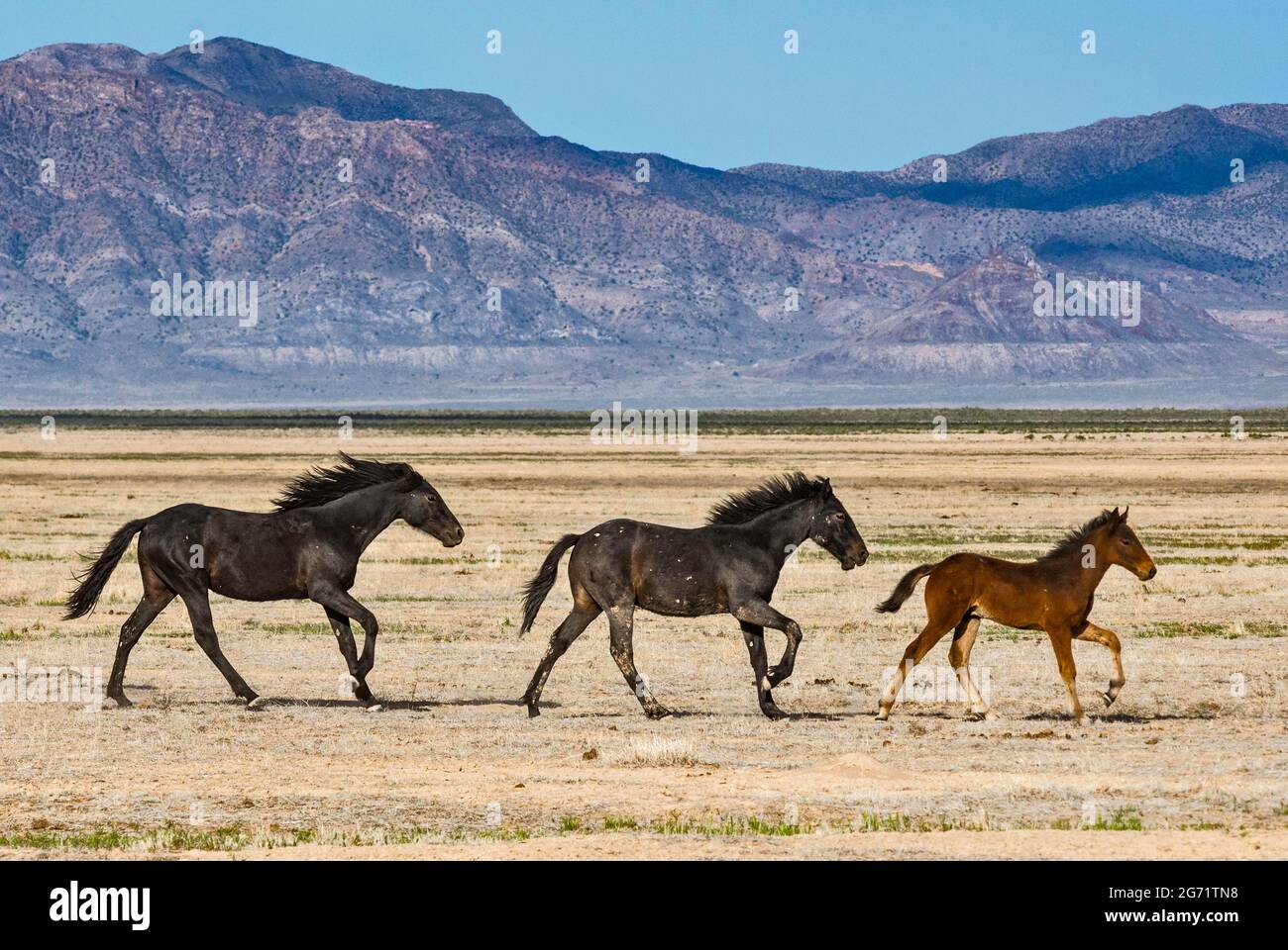 Junge Wildpferde galoppieren in Dugway Valley, Pony Express Trail, Back Country Byway, Great Basin, Utah, USA Stockfoto